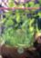 Picture of Nature's Choice to Wellness Antioxidant Vegetables/Ulam
