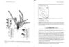 Picture of Flora of Peninsular Malaysia, Series 1: Ferns and Lycophytes, Vol. 1