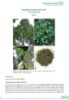 Picture of Authentication Atlas for Medicine and Aromatic Plants Volume 1