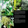 Picture of 99 Spesies Buah di FRIM Edisi Ke-2