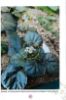 Picture of Panduan Pembiakan Begonia Terpilih Melalui Keratan Daun
