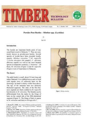 Picture of Powder-Post Beetles -Minthea spp.(Lyctidae)