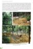 Picture of 20 Years Reforestation of Bukit Hari: Sustaining Timber Supply Through Plantation Forests