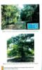 Picture of Wood Characteristics of Planted Acacia mangium, Hopea odorata and Khaya ivorensis at Different Sites