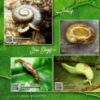 Picture of An Introduction to the Land of Snails and Slugs of Malaysia
