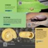 Picture of An Introduction to the Land of Snails and Slugs of Malaysia