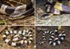 Picture of Land Snakes of Medical Significance in Malaysia 3rd Edition