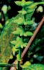 Picture of VARIASI POKOK LANDSKAP JILID 1