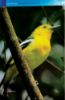 Picture of Into The Wild: Birdwatching at Paya Burung FRIM 