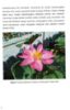 Picture of Inovasi Floating Nursery dan Floating Lotus untuk Konservasi Teratai di Tasik Chini [NOT FOR SALE]
