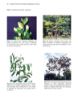 Picture of Tropical Forest Fruits, Seeds, Seedlings and Trees