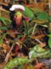 Picture of Wild Orchids of Peninsular Malaysia