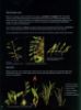 Picture of Wild Orchids of Peninsular Malaysia