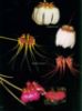 Picture of Wild Orchids of Peninsular Malaysia