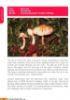 Picture of A Field Guide to the Large Fungi of FRIM