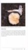 Picture of A Guidebook to the Macrofungi of Tasik Bera