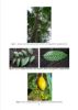 Picture of Aesthetically Pleasing Furnitures from Maesopsis Eminii