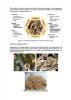 Picture of Bamboo Pellet: Its Potential and Applications