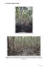 Picture of An Overview of Wetlands in Malaysia