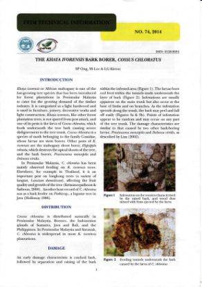 Picture of The Khaya ivorensis bark borer, Cossus chloratus