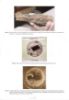 Picture of Observations of Termite-Fungus Interactions of Potential Significance to Wood Biodeterioration and Protection