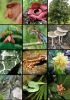 Picture of MyBIS - Malaysia Biodiversity Information System, Malaysia's Clearing House Mechanism