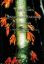 Picture of Tree Flora of Sabah and Sarawak, Volume 8