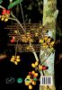 Picture of Tree Flora of Sabah and Sarawak, Volume 8