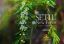 Picture of Setiu New Forest a Gift From Nature