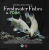 Picture of Freshwater Fishes in FRIM 