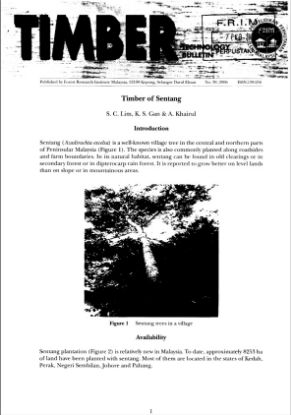 Picture of Timber of Sentang